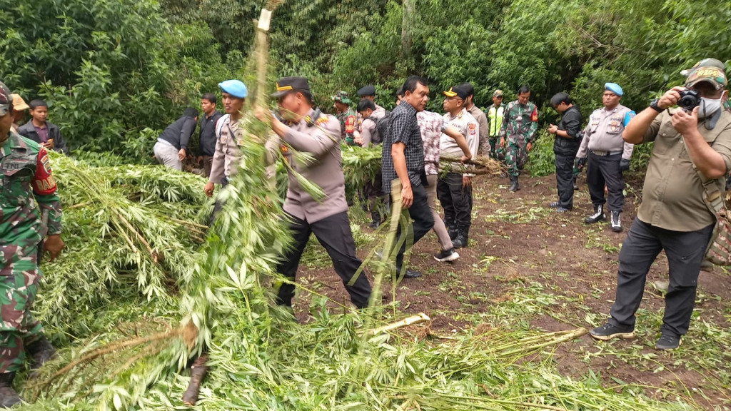 Ladang Ganja Siap Panen di Karo Dimusnahkan, Pemilik Lahan Diburu