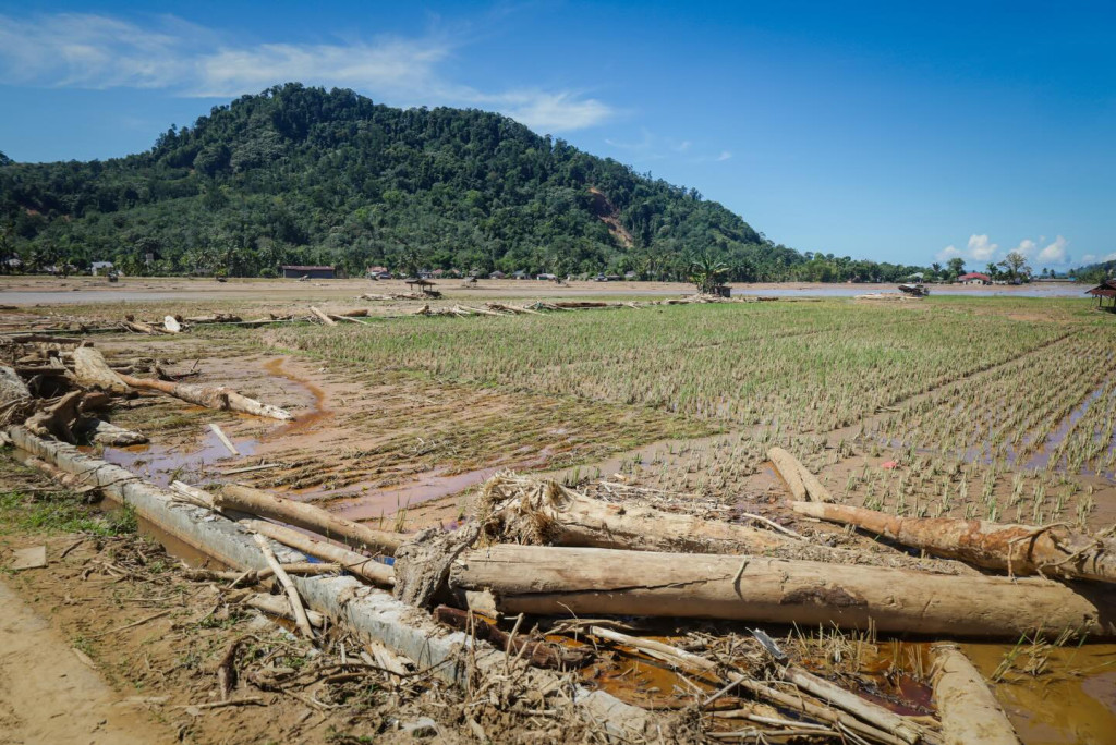 Kementan Segera Rehabilitasi Lahan Pertanian Terdampak Bencana di Sumut