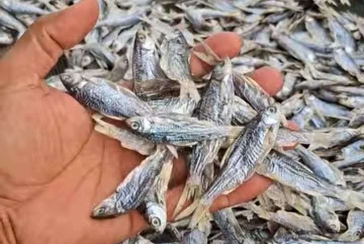 Jaga Populasi Ikan Pora-pora, DKP Sumut Awasi Penangkapan Ikan di Danau Toba