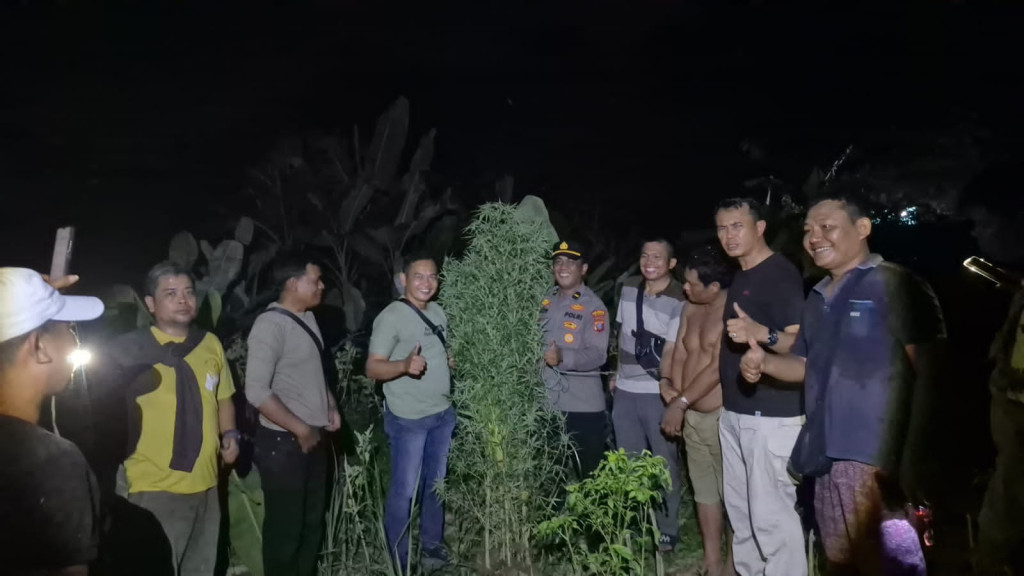 Tanam Ganja 40 Batang Setinggi 2,5 Meter, Pria di Deli Serdang Gagal Panen
