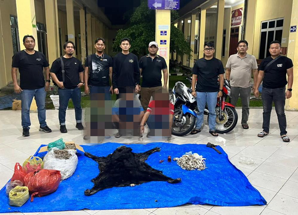 Perdagangan Satwa  Dibongkar Polres Simalungun, Sisik Trenggiling hingga Kulit Beruang Madu Diamankan