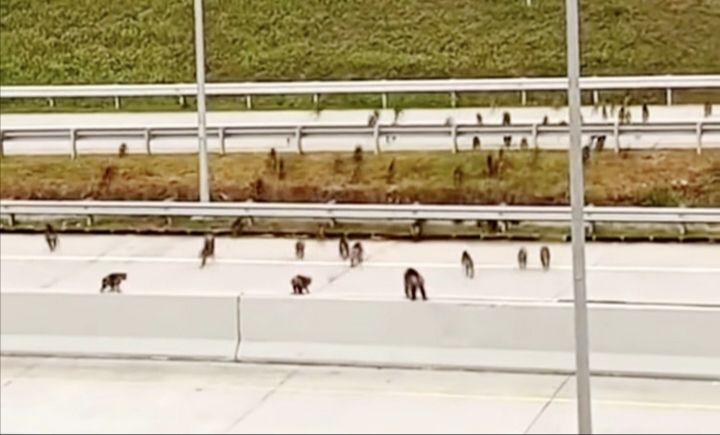 Viral Gerombolan Monyet Menyeberang di Tol Indrapura - Kisaran, Penyebabnya Diselidiki